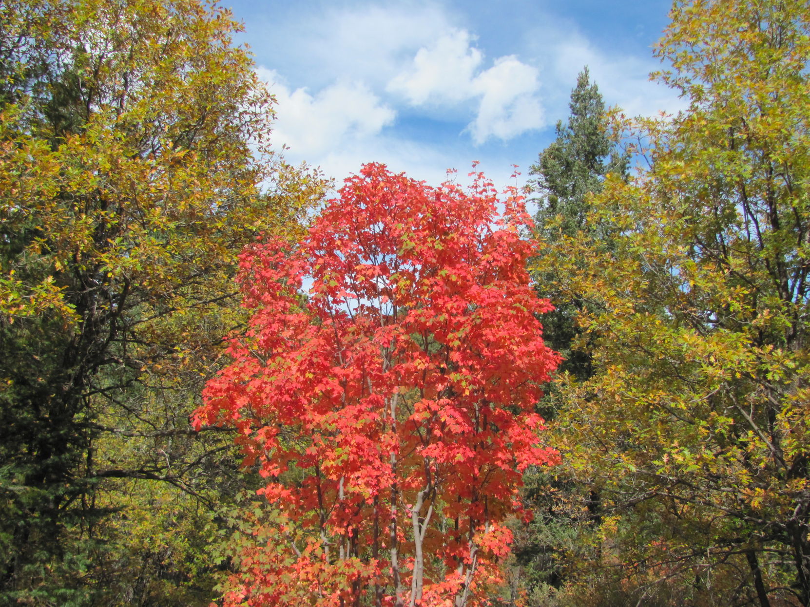 Fall colors